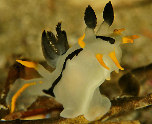 Crowned nudi shot in Cape Town by Charles Wright 